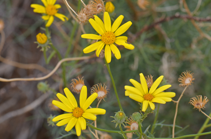 Smooth Threadleaf Ragwort has showy bright yellow flowers that bloom from March through May or later with sufficient monsoon rainfall. Senecio flaccidus var. monoensis 